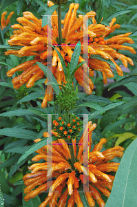 Picture of Leonotis leonurus 