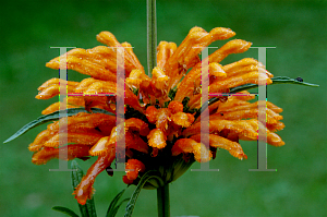 Picture of Leonotis leonurus 