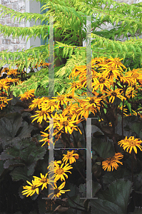 Picture of Ligularia dentata 'Britt-Marie Crawford'