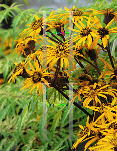 Picture of Ligularia dentata 'Britt-Marie Crawford'