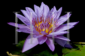 Picture of Nymphaea  'Director George T. Moore'