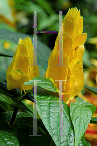 Picture of Pachystachys lutea 