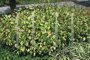 Picture of Polygonum virginianum 'Painter's Pallete'