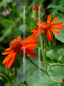 Picture of Pseudogynoxys chenopodioides 'Sao Paolo'