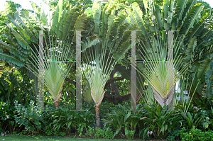 Picture of Ravenala madagascariensis 