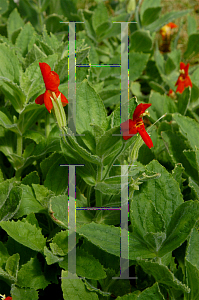 Picture of Ruellia elegans 