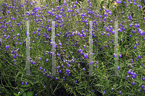 Picture of Salvia reptans 