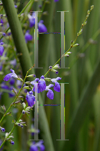 Picture of Salvia reptans 