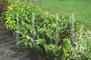 Picture of Setaria palmifolia 'Rubra Variegata'