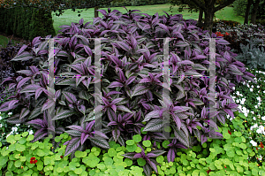 Picture of Strobilanthes dyerianus 