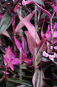 Picture of Tradescantia pallida 'Pink Corazon'