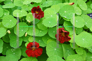 Picture of Tropaeolum majus 'Mahogany Jewel'