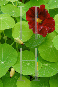 Picture of Tropaeolum majus 'Mahogany Jewel'