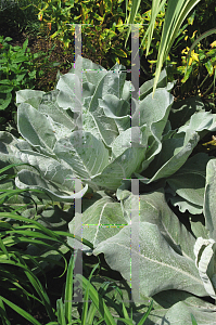 Picture of Verbascum bombyciferum 