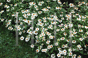 Picture of Zinnia angustifolia 'Crystal White'