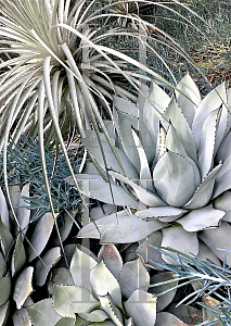 Picture of Agave parryi 