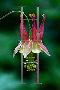 Picture of Aquilegia canadensis 