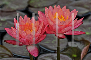 Picture of Nymphaea x hybrida 