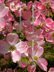 Picture of Cornus florida f. rubra 'Cherokee Brave'