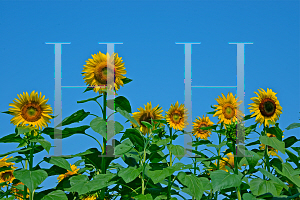 Picture of Helianthus annuus 