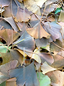 Picture of Ginkgo biloba 