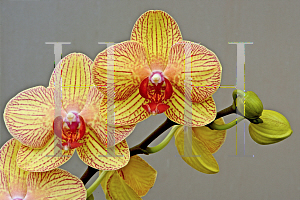 Picture of Phalaenopsis x 