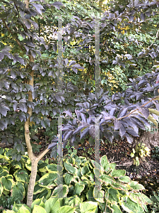 Picture of Parrotia subaequalis '~Species'