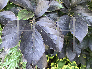 Picture of Parrotia subaequalis '~Species'