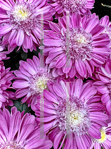 Picture of Chrysanthemum morifolium '~Species'