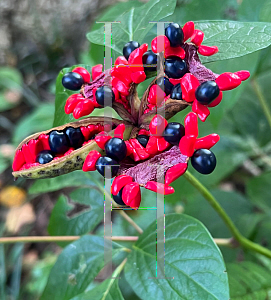 Picture of Paeonia obovata '~Species'