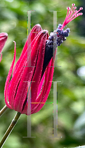 Picture of Pavonia obovata '~Species'