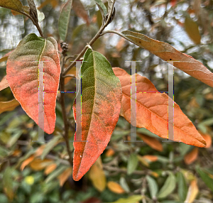 Picture of Croton alabamensis '~Species'