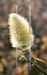 Picture of Magnolia biondii '~Species'