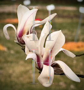 Picture of Magnolia biondii '~Species'