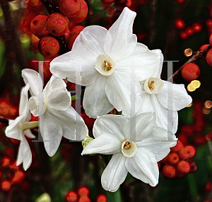 Picture of Narcissus papyraceus '~Species'