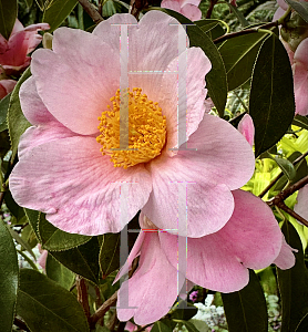 Picture of Camellia pitcardii '~Species'