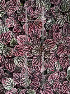 Picture of Peperomia caperata '~Species'