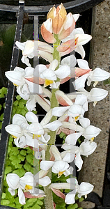 Picture of Ludisia discolor '~Species'
