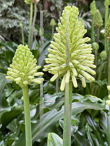 Picture of Veltheimia bracteata 'Yellow Flame'