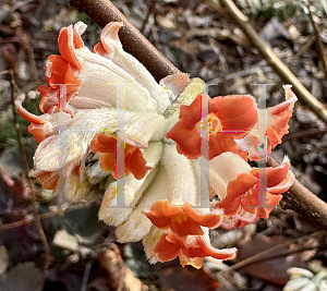 Picture of Edgeworthia chrysantha 'Akobono'