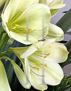 Picture of Clivia miniata 'Longwood Winter Green'