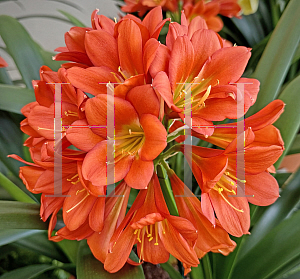 Picture of Clivia miniata 'Longwood Chimes'