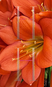 Picture of Clivia miniata 'Longwood Chimes'