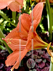 Picture of Hippeastrum x hybridum '~Species'