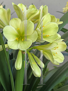 Picture of Clivia miniata 'Longwood Winter Green'