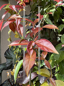 Picture of Pereskia aculeata 'Variegata'