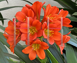 Picture of Clivia miniata 'Longwood Chimes'