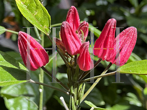 Picture of Pavonia multiflora '~Species'