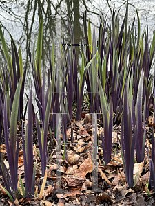 Picture of Iris versicolor 'Purple Flame'