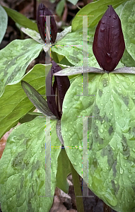 Picture of Trillium sessile '~Species'